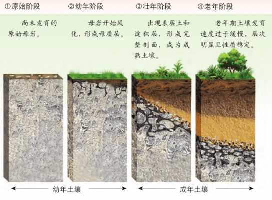 土壤的形成过程（土壤的形成过程示意图）