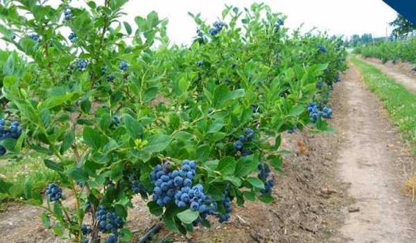 蓝莓适合什么土壤（蓝莓适合什么土壤种植方法）