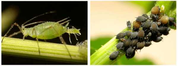 土壤蚜虫（蚜虫在土里生存多长时间）