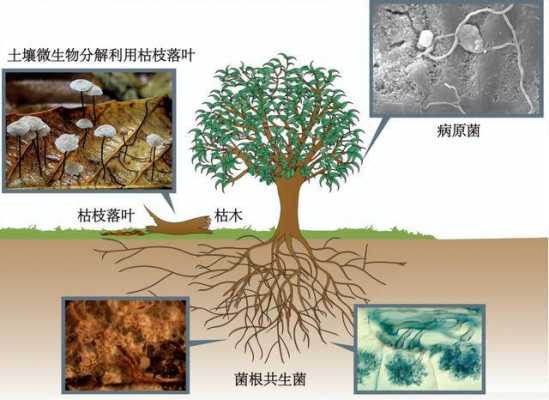 土壤胞菌（土壤有菌怎么办）-图1