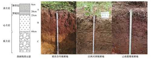 阴阳坡土壤（阴阳坡土壤厚度）-图1