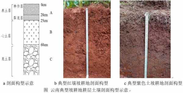 阴阳坡土壤（阴阳坡土壤厚度）-图2