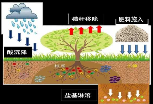 土壤中酸（土壤中酸的类型包括）-图3