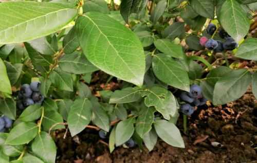 蓝莓酸性土壤（蓝莓酸性土壤还是碱性土壤）