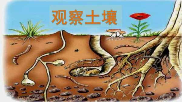 漫画培育土壤（如何培育土壤）-图3