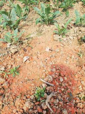 土壤变红了（土壤表面发红怎么改良）-图2