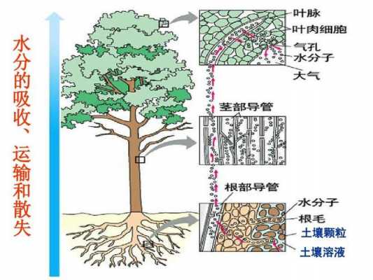 土壤中的水分（土壤中的水分进入树木体内主要靠哪个器官完成）
