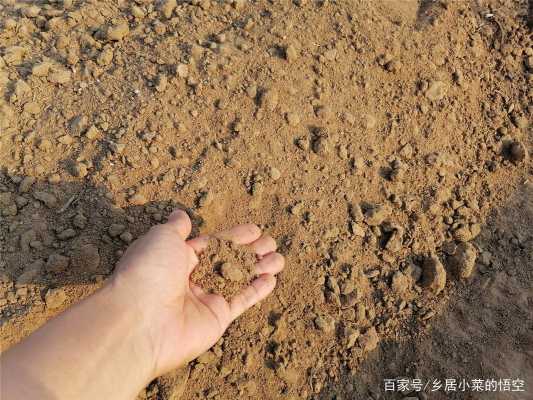 沙性土壤（沙性土壤图片）-图1