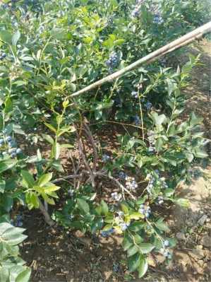 蓝莓土壤改良方法（蓝莓土壤配方）