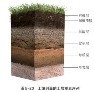 土壤的腐殖层（土壤腐殖层的成因）