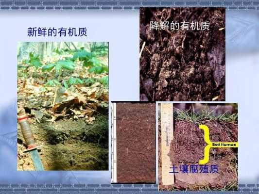 腐殖质与土壤的（腐殖质与土壤的区别）