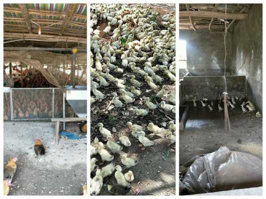 禽场的土壤（养禽场哪些环境因素对家禽饲养至关重要?）