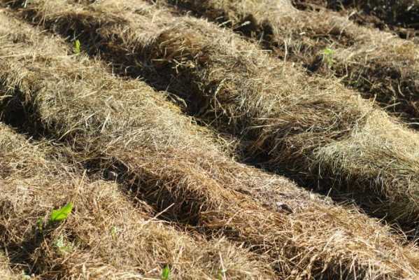 土壤铺稻草（稻草做营养土）